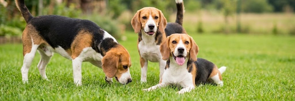 Three Beagles on a green lawn; one sniffing the grass, one standing, and one lying down
